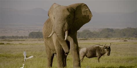 the ivory game trailer|The Ivory Game Trailer For Elephant Poaching Netflix Documentary.